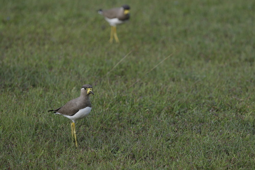 Yellow-wattled Lapwing (Vanellus malabaricus), photo 6