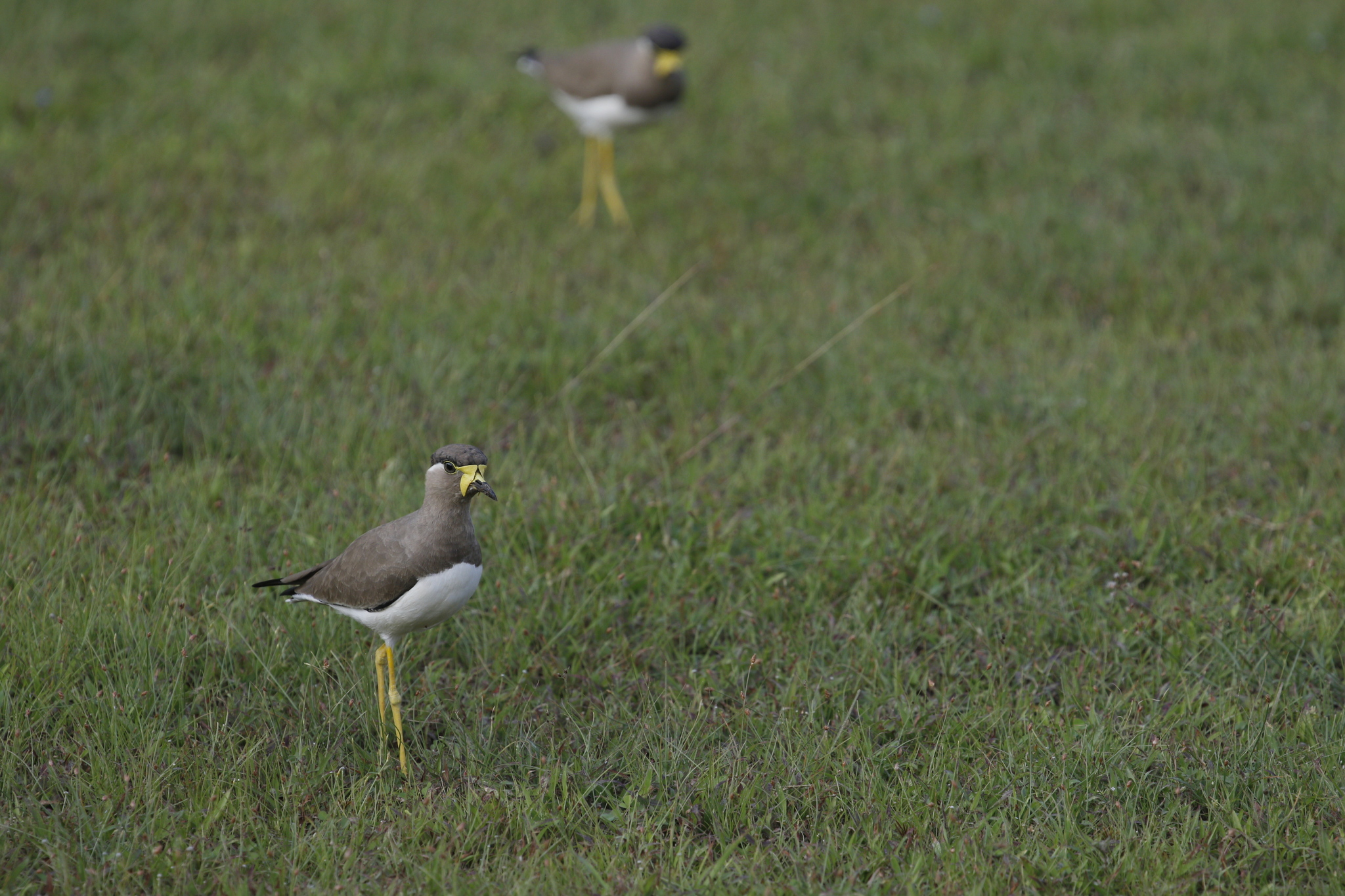 Yellow-wattled Lapwing (Vanellus malabaricus), photo 6