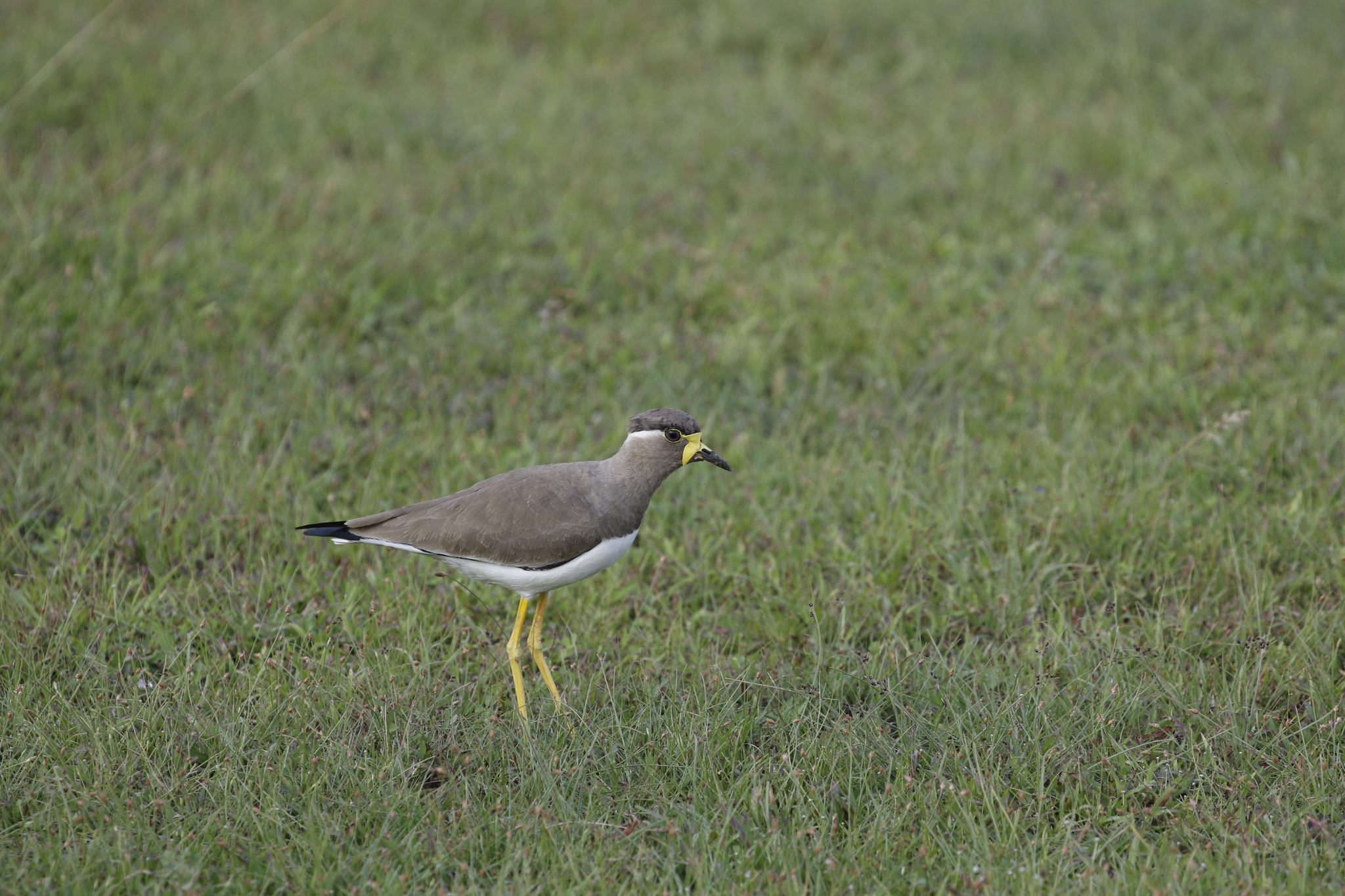 Yellow-wattled Lapwing (Vanellus malabaricus), photo 7