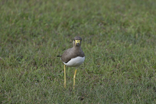 Yellow-wattled Lapwing (Vanellus malabaricus), photo 9