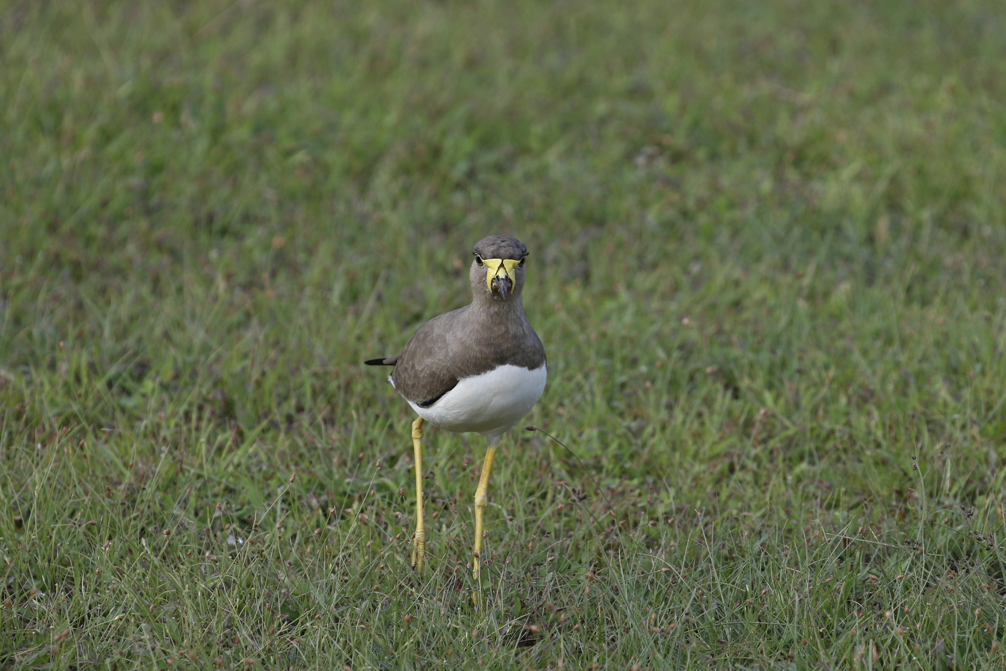 Yellow-wattled Lapwing (Vanellus malabaricus), photo 9