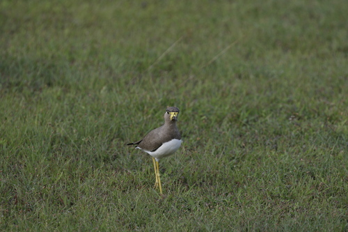 Yellow-wattled Lapwing (Vanellus malabaricus), photo 8