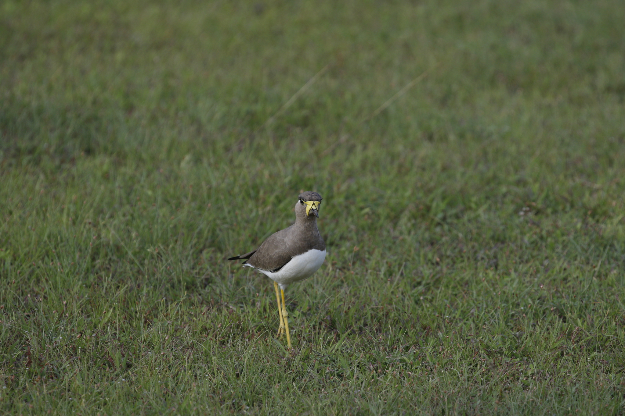Yellow-wattled Lapwing (Vanellus malabaricus), photo 8