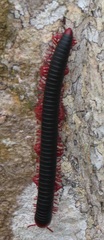 Orthoporoides