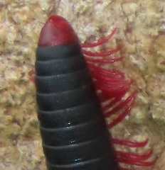 Orthoporoides