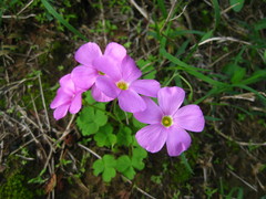 Oxalis imbricata