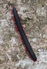 Orthoporoides
