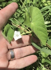 Ipomoea plebeia