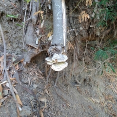 Trametes versicolor