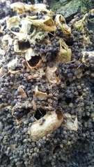 Thaumetopoea processionea