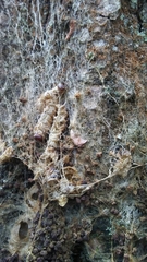 Thaumetopoea processionea