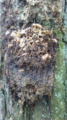 Thaumetopoea processionea