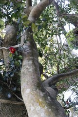 Camellia japonica