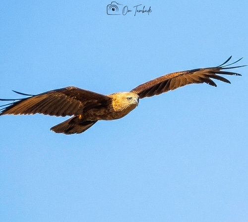 Brahminy Kite