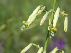 Silene chlorantha