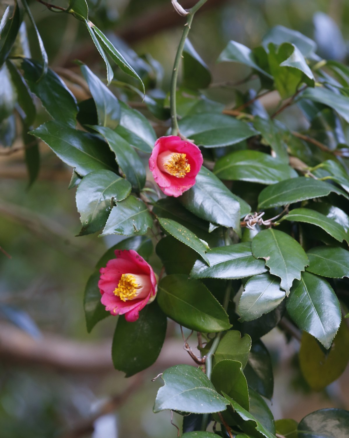 Camelia Japonesa (Camellia japonica) · NaturaLista Colombia