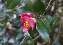 Camellia japonica