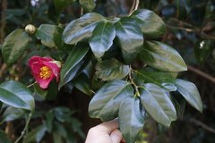 Camellia japonica