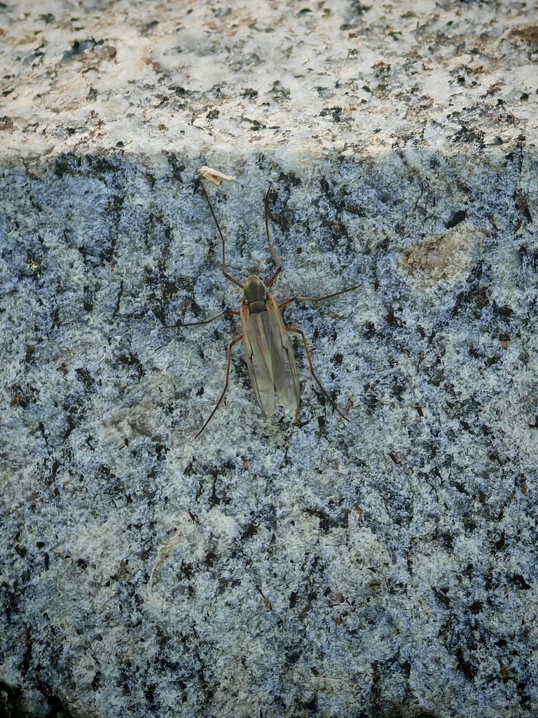 Propsilocerus akamusi
