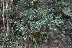 Camellia japonica