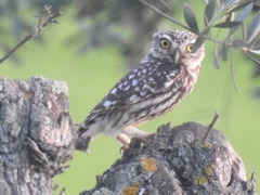 Athene noctua vidalii