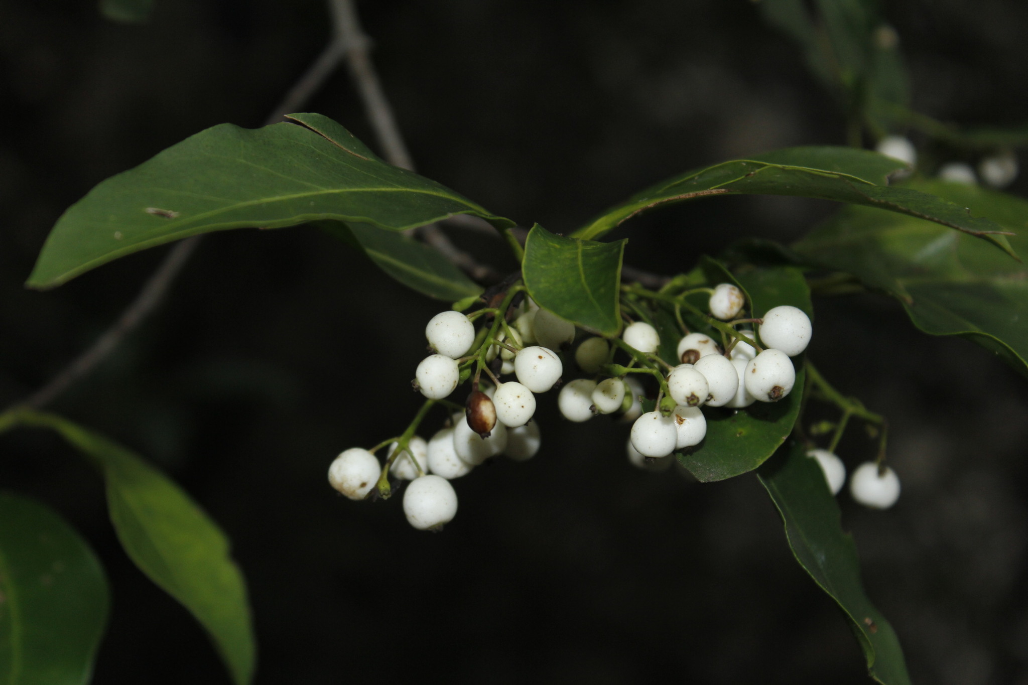 Chiococca