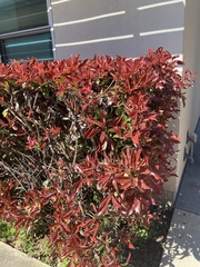 Photinia × fraseri