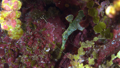 Solenostomus halimeda