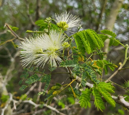Tenaza (Havardia pallens)