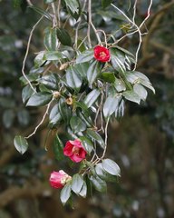 Camellia japonica