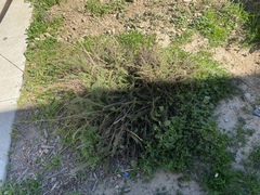 Achillea millefolium