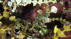 Solenostomus halimeda