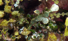 Solenostomus halimeda