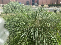 Poaceae