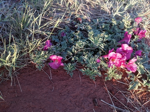 Common Kalahari Devilclaw (Harpagophytum procumbens)