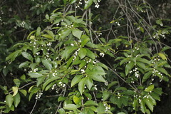 Chiococca pachyphylla