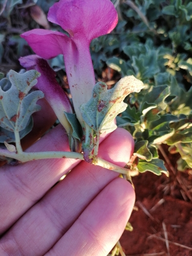 Harpagophytum procumbens, photograph 2