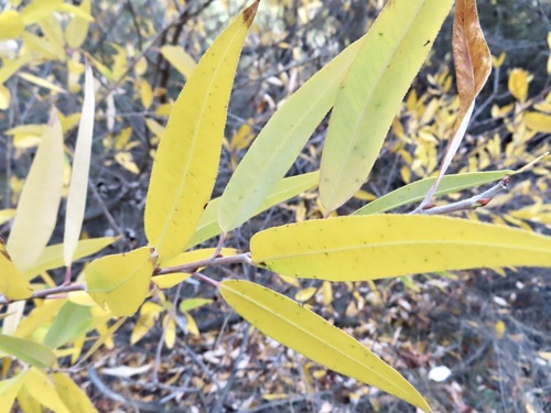 red willow (Salix laevigata)