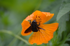 Bombus morio