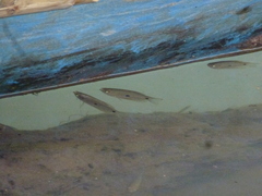 Trichopodus trichopterus