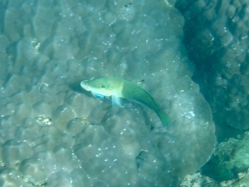 Hemigymnus melapterus