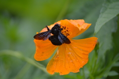 Bombus morio