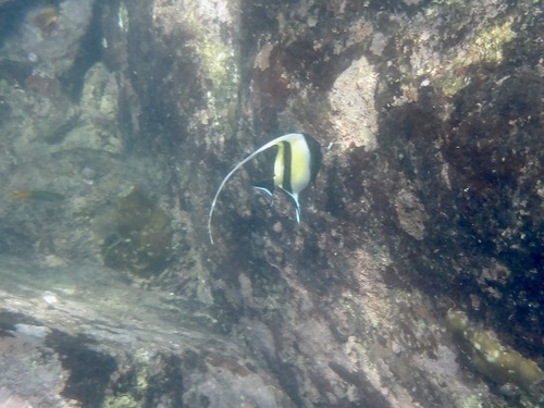 Moorish Idol (Zanclus cornutus)