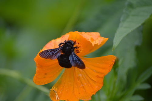 Bombus morio photo 4