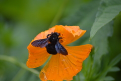 Bombus morio