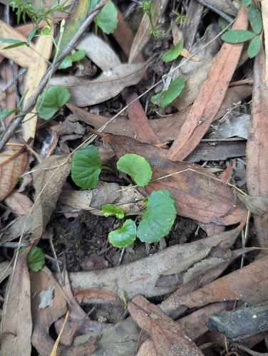 Ivy Leaved Violet