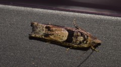 Pseudexentera spoliana