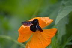 Bombus morio