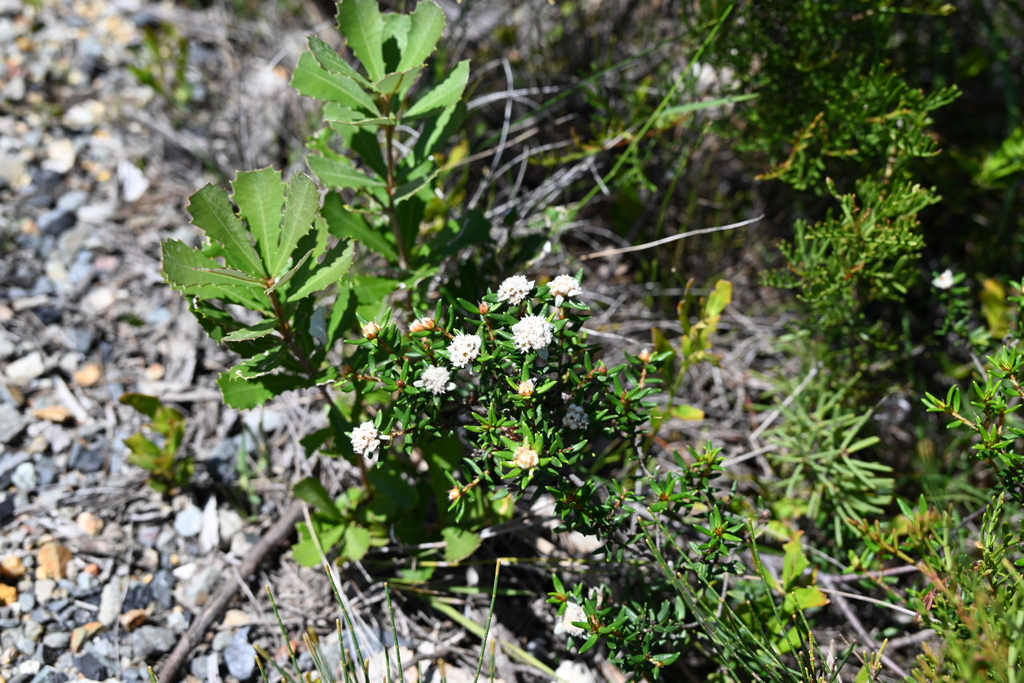 Spyridium scortechinii; photograph (c) Bryce Watts-Parker, some rights reserved (CC BY)