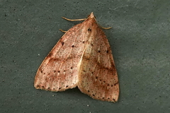 Thallophaga hyperborea